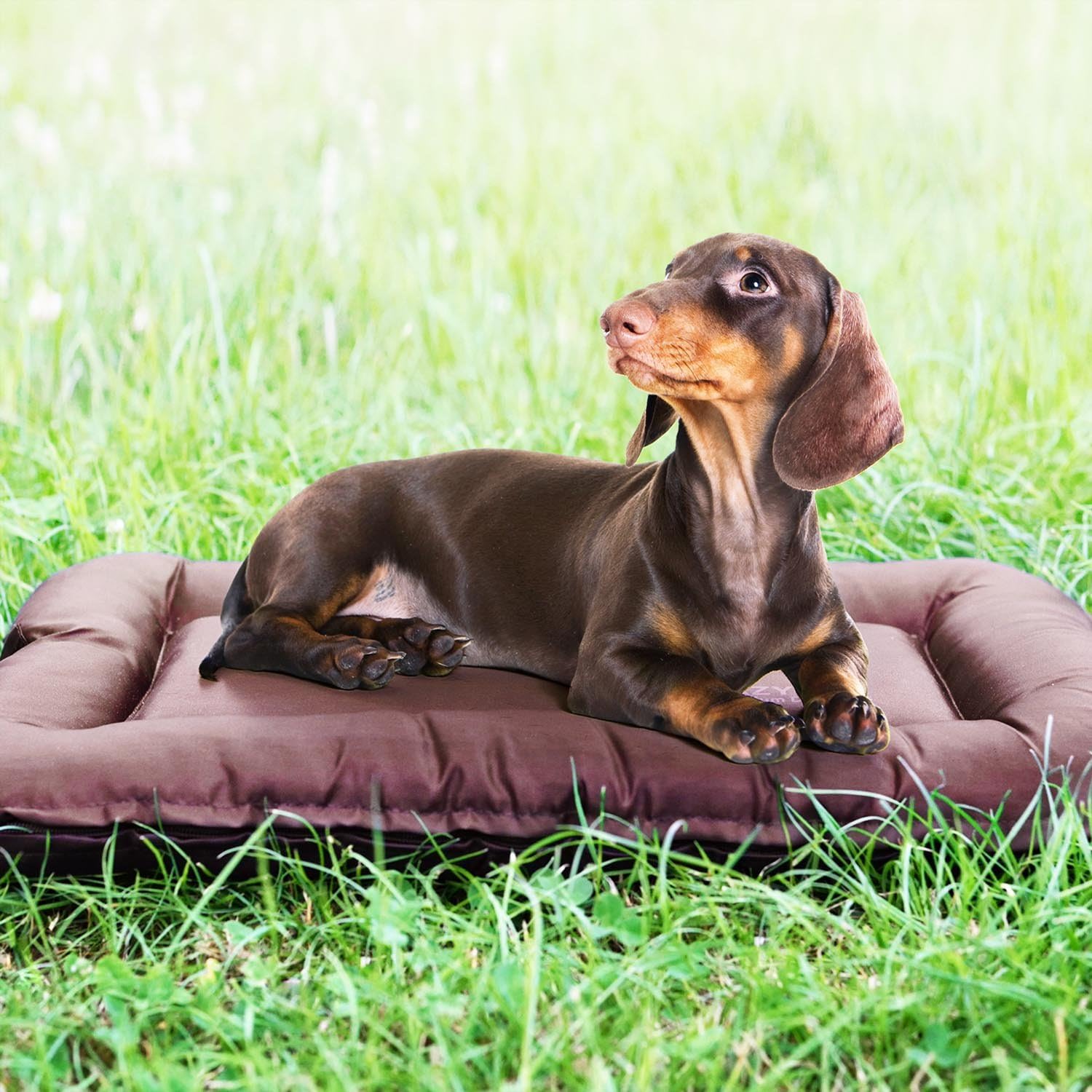 LazyBag Hundebett - Wasserfestes & Robustes Hundekissen für Hunde
