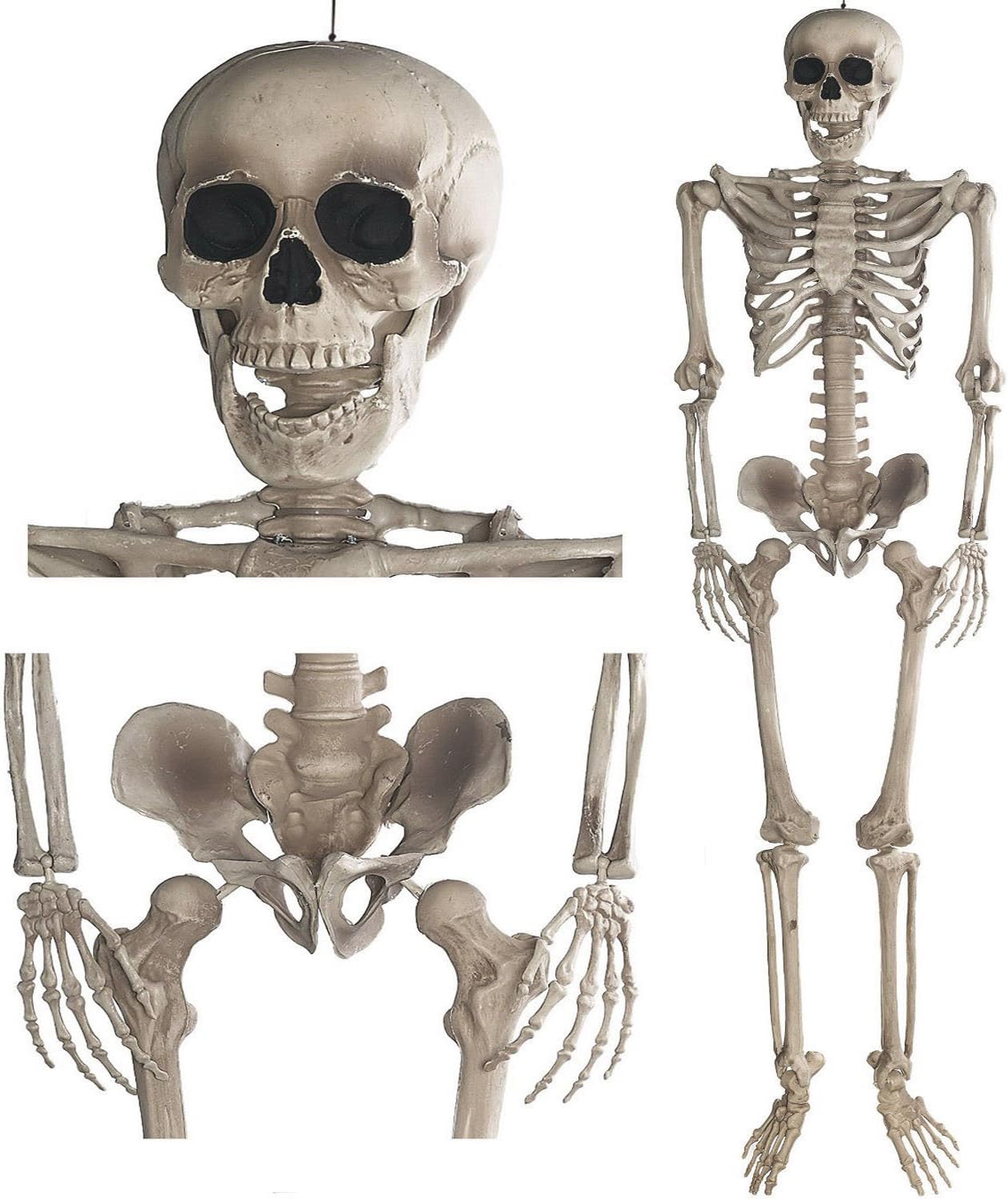 Anatomie Skelett - Modellskelett für Halloween Deko Skelett 160cm