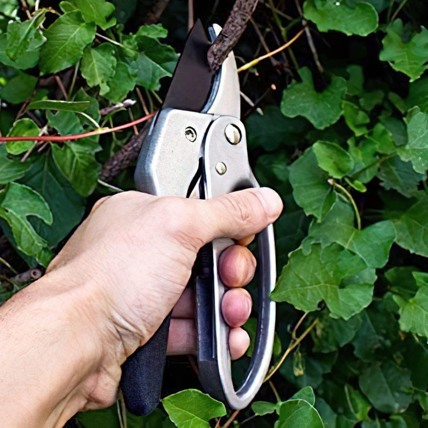 Professionelle Bypass-Gartenschere aus Edelstahl – Präzise Rosenschere
