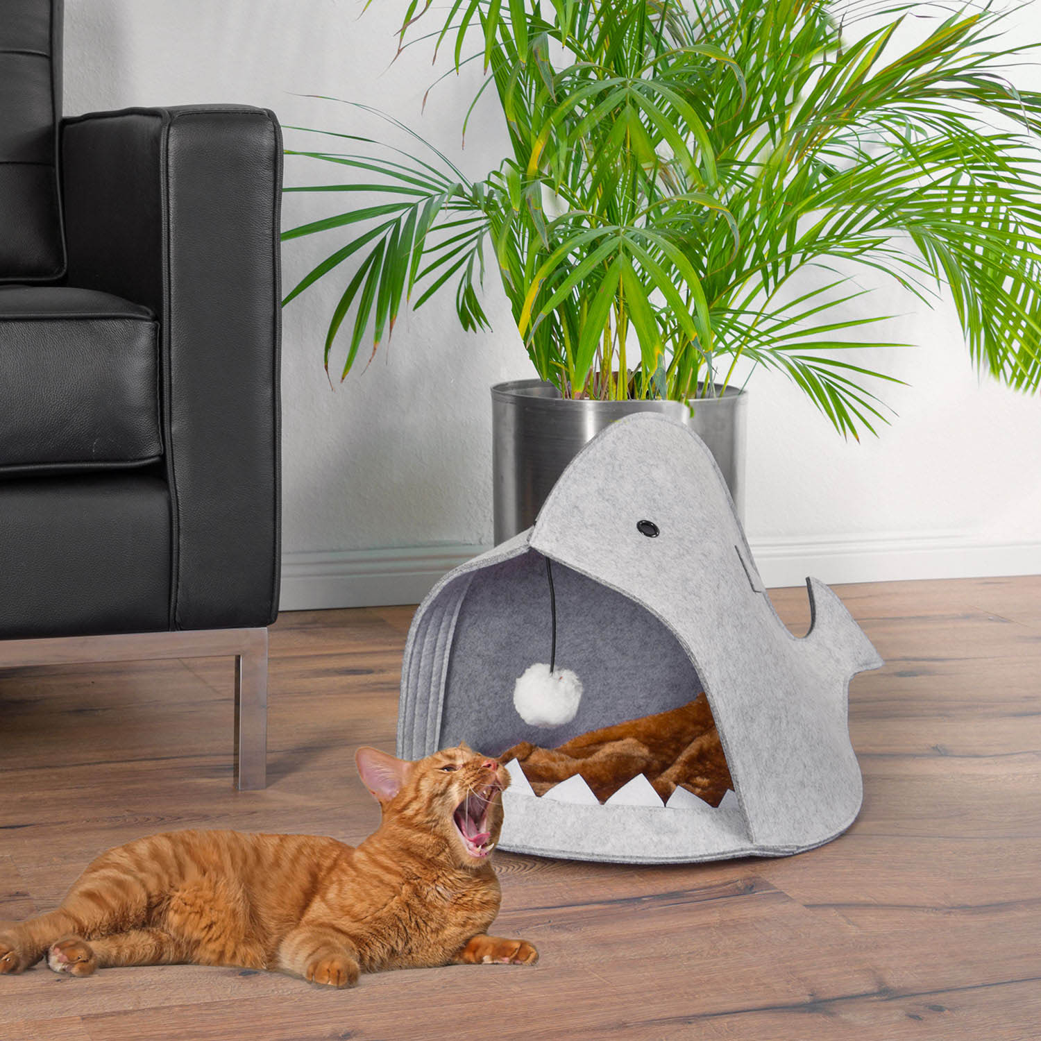 haifisch-katzen-hoehle