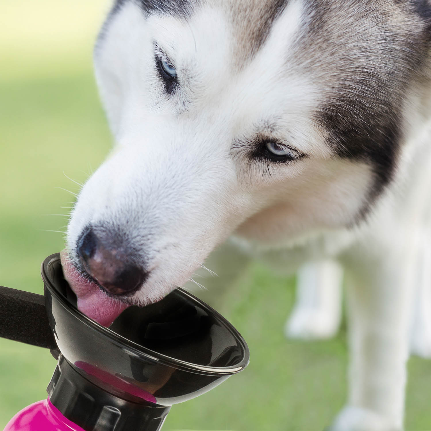 reise-trinkflasche-fuer-hunde