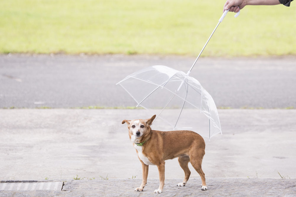 hunde regenschirm