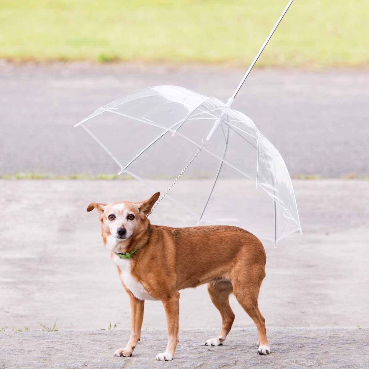 Hundeschirm Regenschirm für Hunde Schirm transparent Regenmantel Ersatz