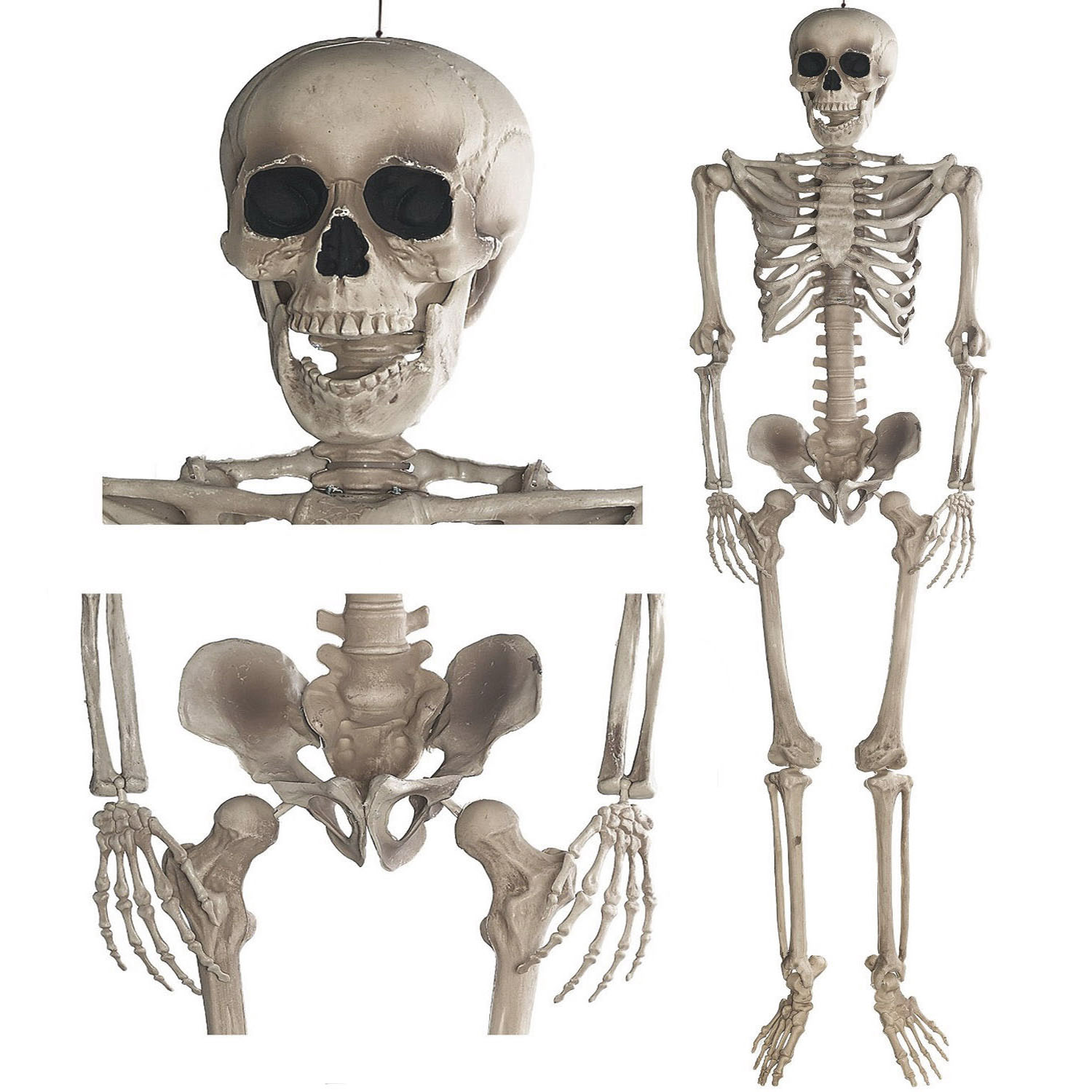 Grusel Pur: 160cm Halloween Skelett beweglich Anatomie Figur Deko Horror  Party