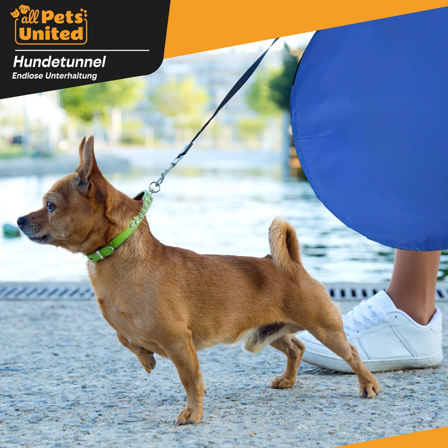 Agility Hundetunnel Set, inkl. Frisbee und Hürden für Spiel und Training