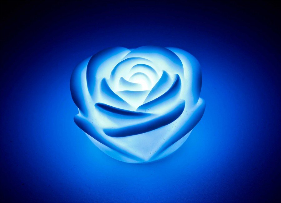 leuchtende-rose514b002a59662