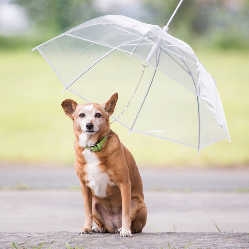 Hunde Regenschirm transparenter Hundeschirm