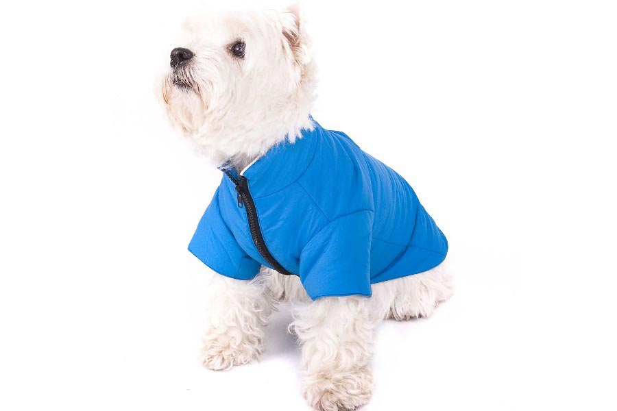 Regenjacke für Hunde » Shop » 24h Versand » günstig kaufen!